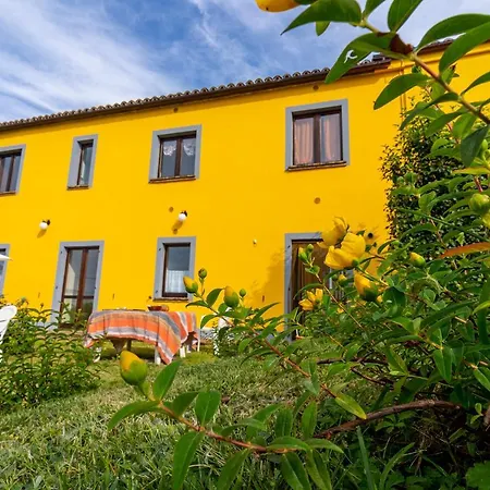 L'olmo Di Casigliano