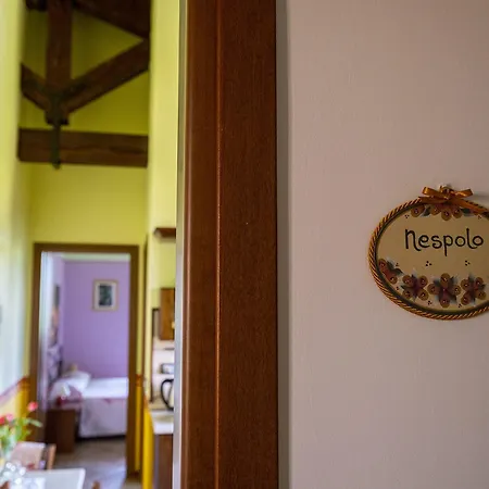 L'olmo Di Casigliano *