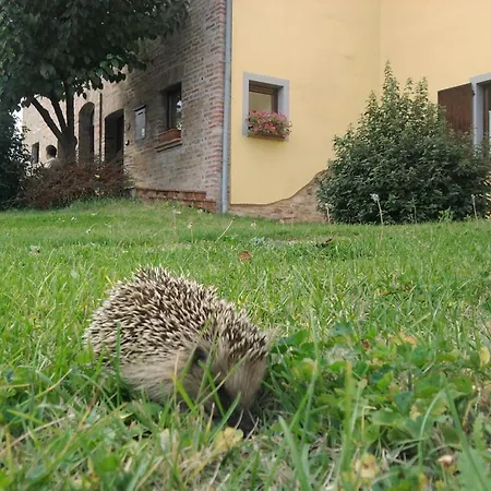 L'olmo Di Casigliano * Cessapalombo