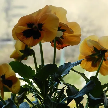 L'olmo Di Casigliano *