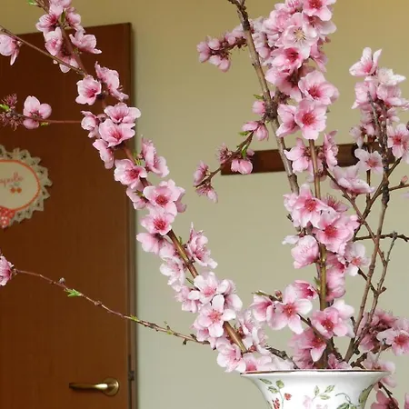 L'olmo Di Casigliano